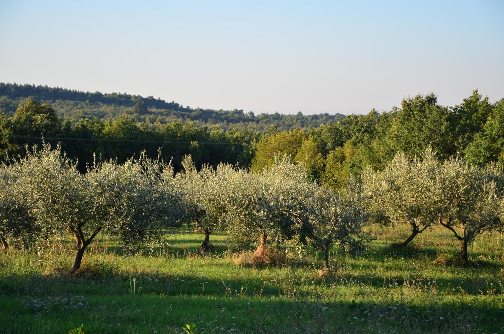 Villa Olivetta By Istrian Country Houses Barat  Zewnętrze zdjęcie